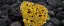Concentrates