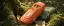 THC Vapes