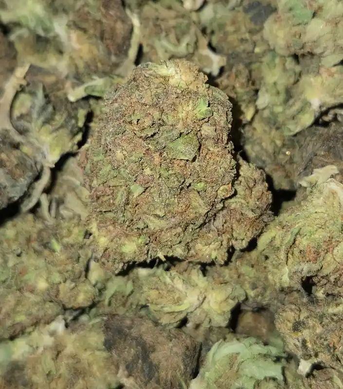 Cali Bubba