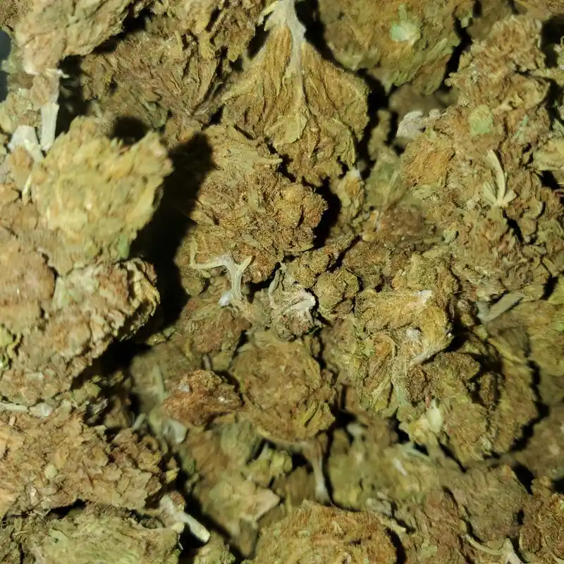 Key Lime Pie