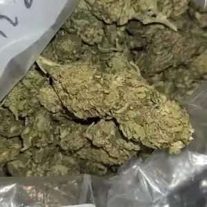 Lemon Skunk