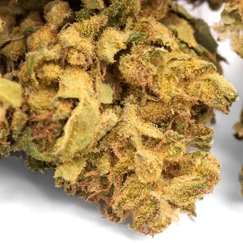 Pedro's Sweet Sativa