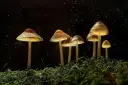 Psychedelics