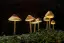 Psychedelics
