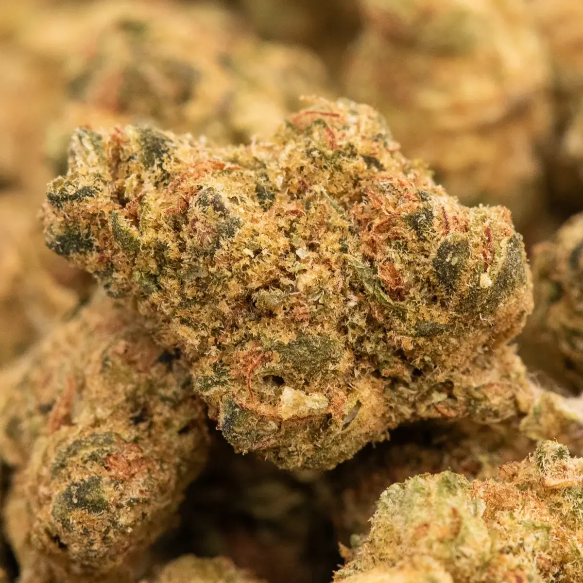 Coma Kush - Starbuds Halifax - shrooms halifax