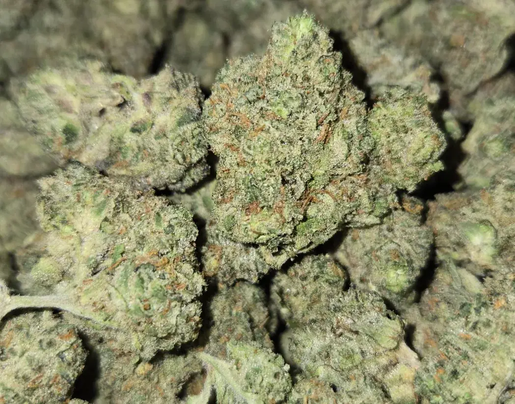 Gelato - Starbuds Halifax - shrooms halifax