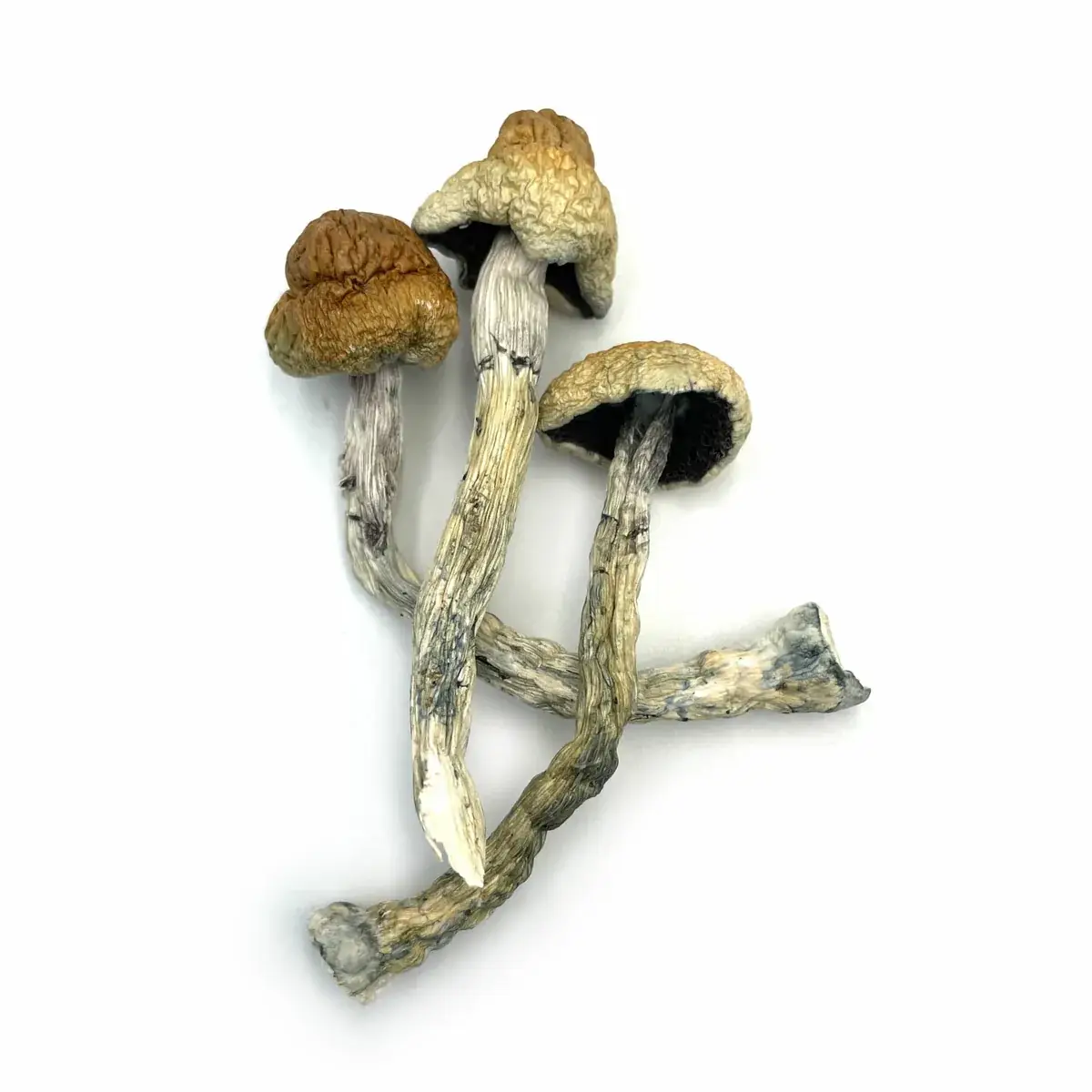 Golden Teacher - Starbuds Halifax - shrooms halifax