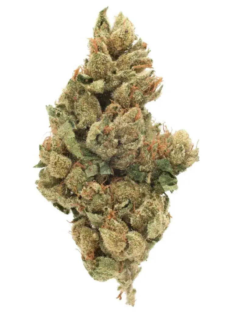Insane in the Membrane - Starbuds Halifax - shrooms halifax