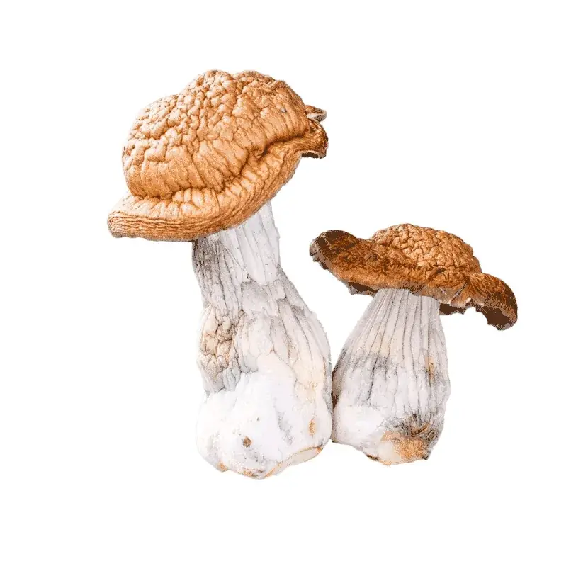 Makilla Gorilla - Starbuds Halifax - shrooms halifax