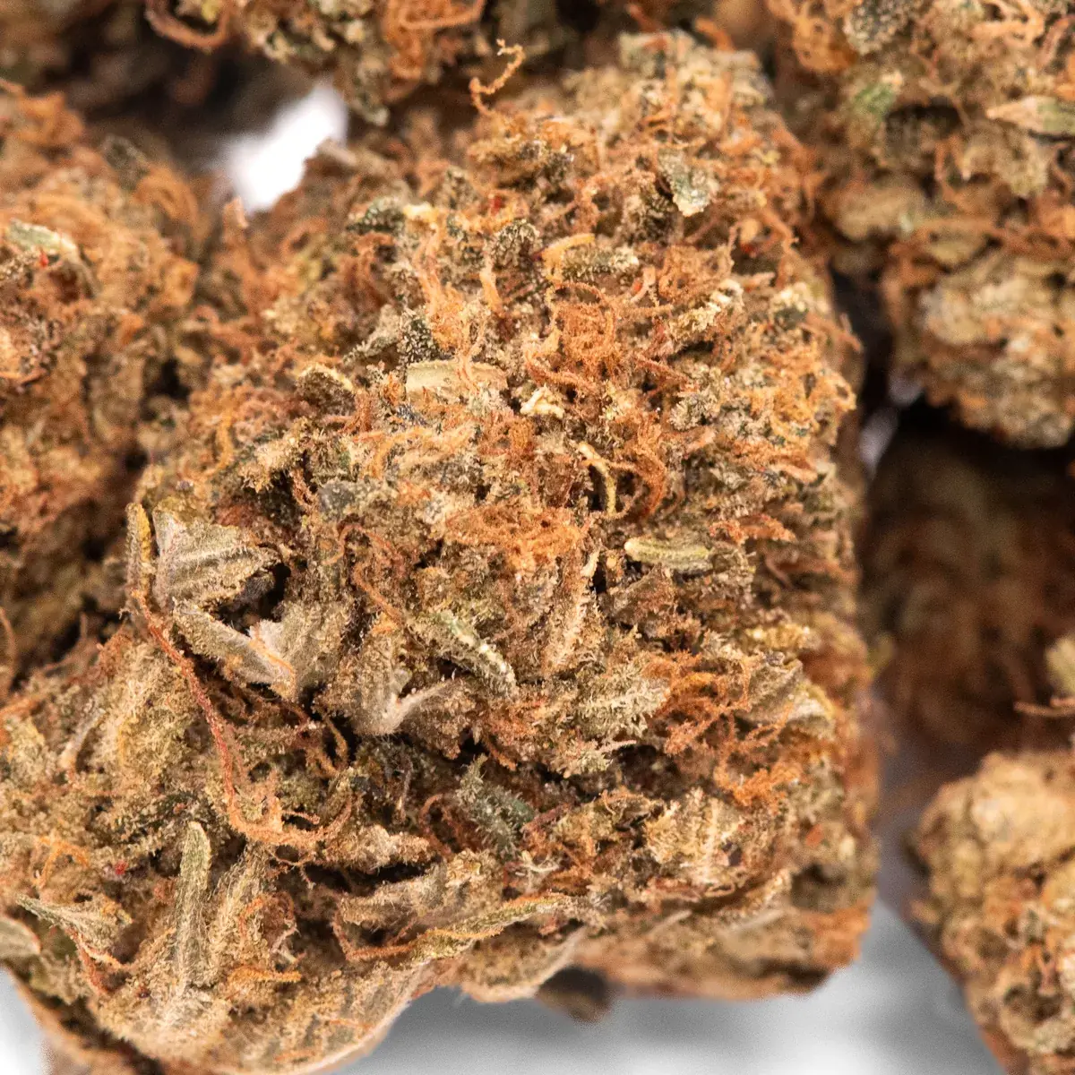 MKU - Starbuds Halifax - shrooms halifax