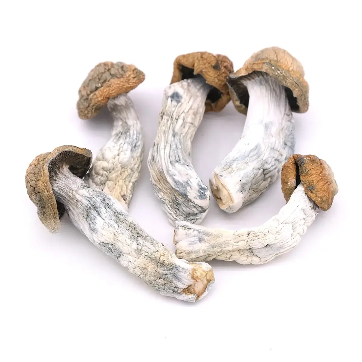 Penis Envy Mushrooms - Starbuds Halifax - shrooms halifax