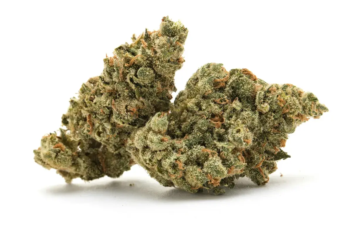 Pennywise - Starbuds Halifax - shrooms halifax