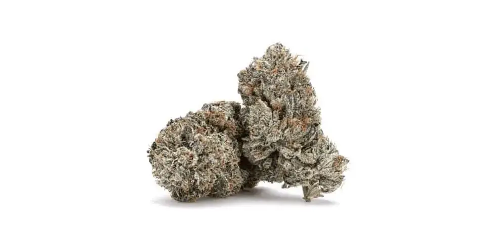 Purple Candy - Starbuds Halifax - shrooms halifax