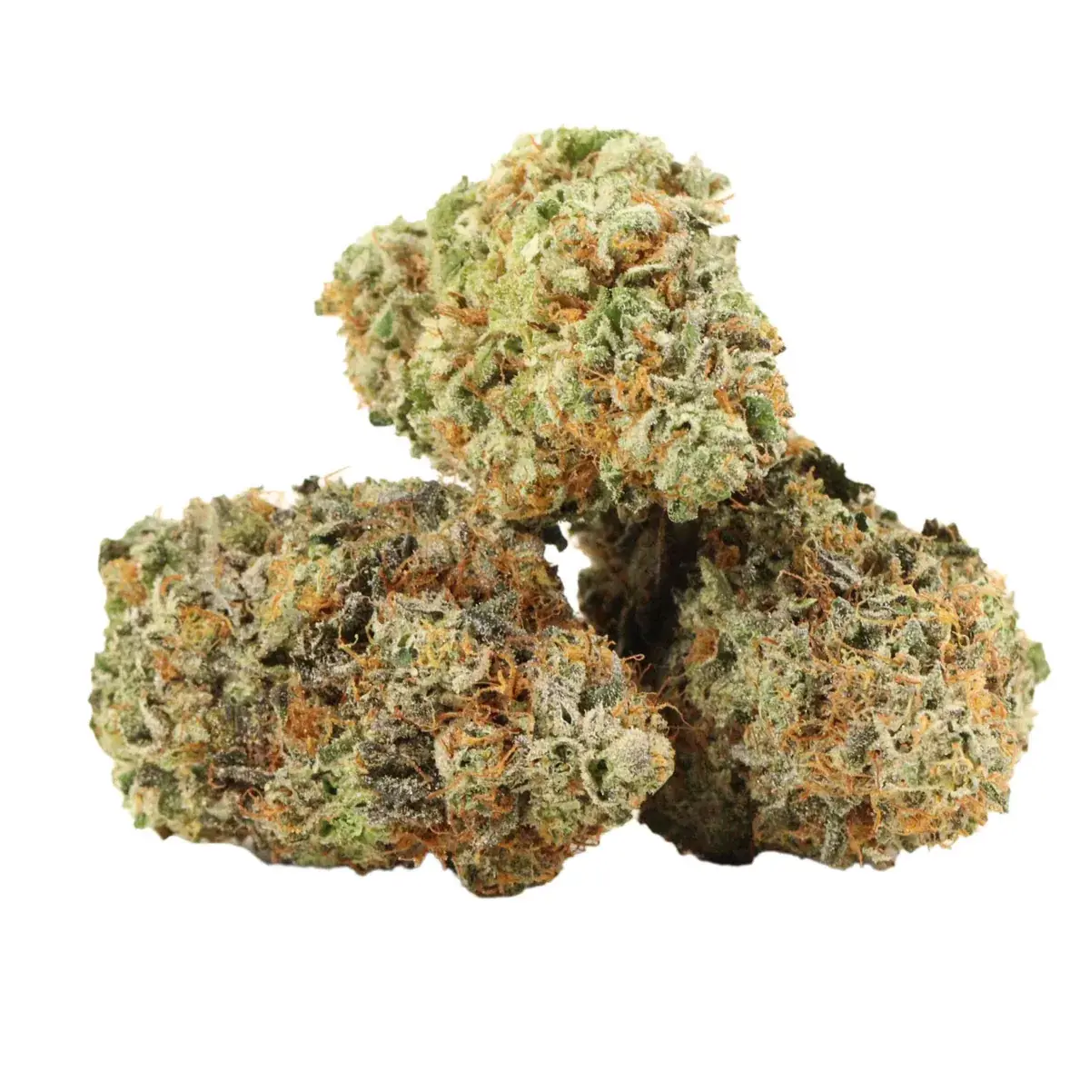 Red Congolese - Starbuds Halifax - shrooms halifax
