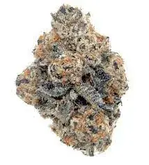 Slurricrasher - Starbuds Halifax - shrooms halifax