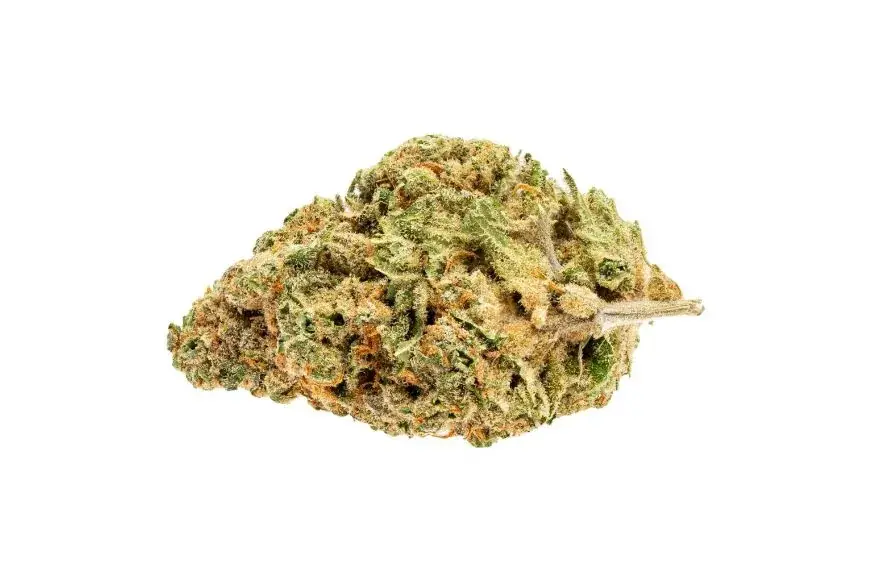 Space Queen - Starbuds Halifax - shrooms halifax