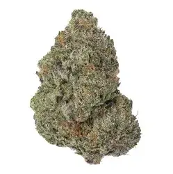Velvet Glove AAAA - Starbuds Halifax - shrooms halifax