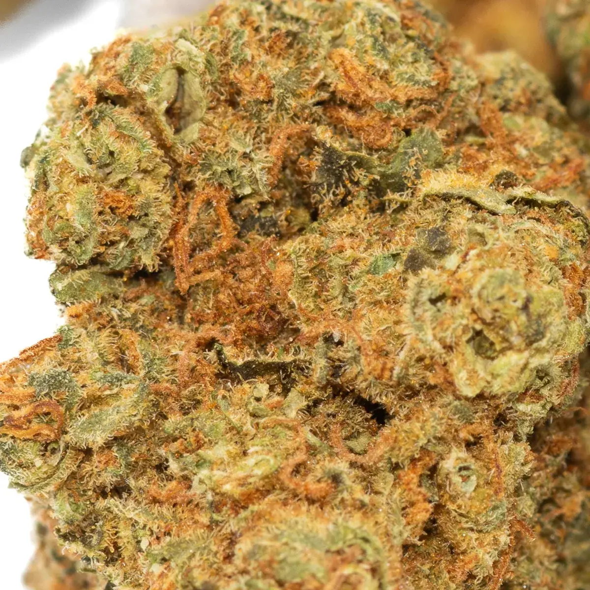 Wappa - Starbuds Halifax - shrooms halifax