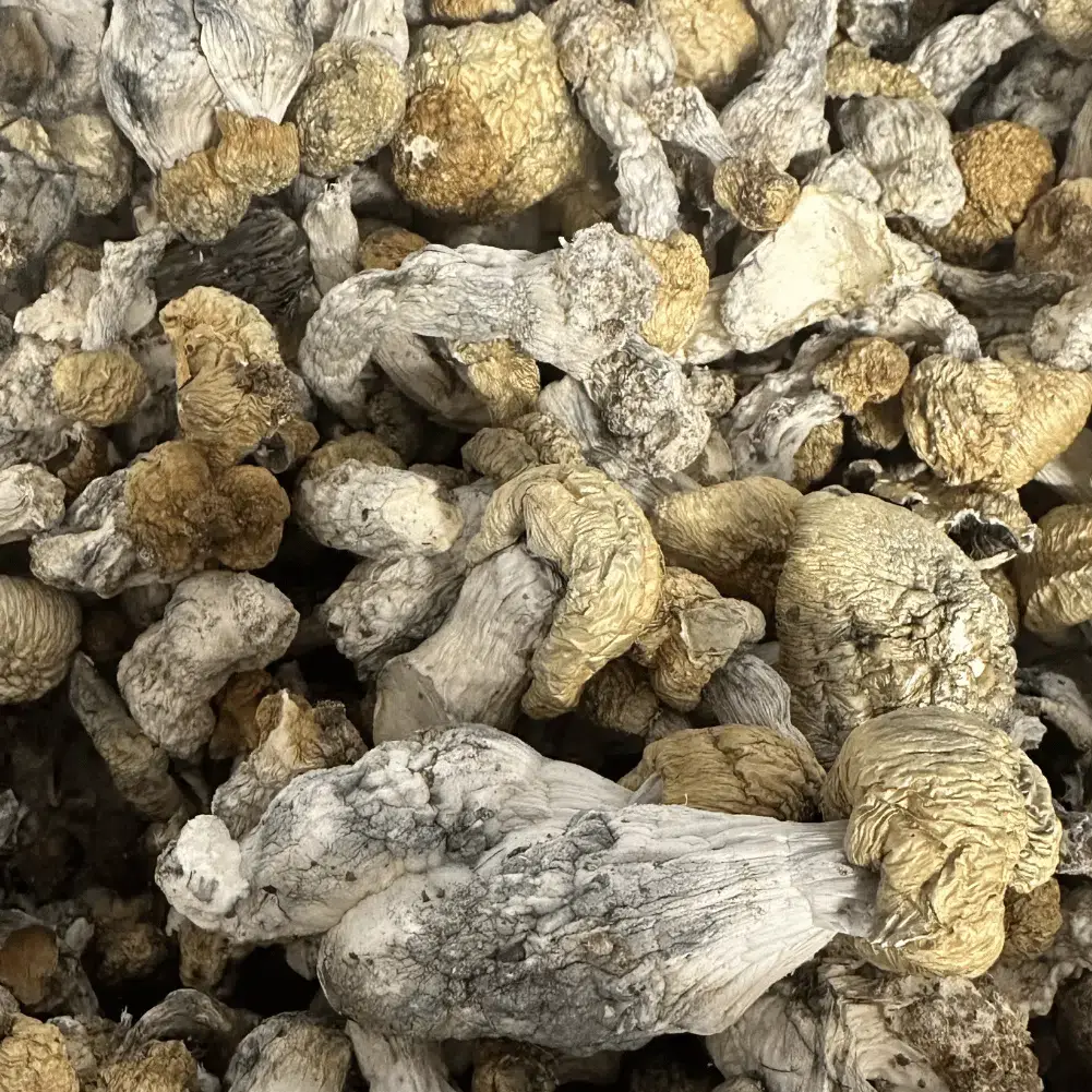Bluey Vuitton Mushrooms - Starbuds Halifax - shrooms halifax