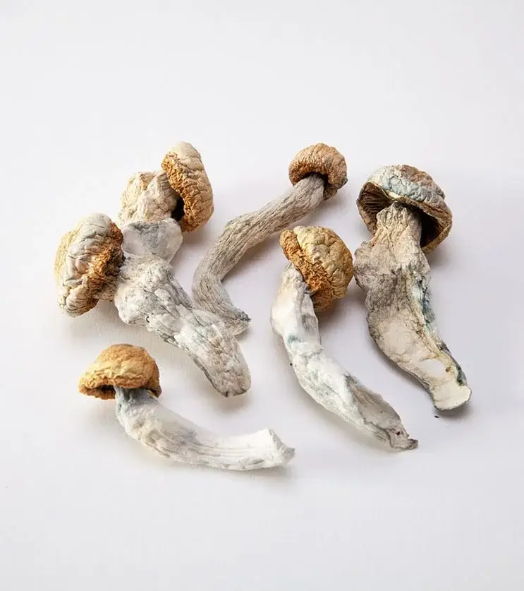 Vietnamese Mushrooms - Starbuds Halifax - shrooms halifax