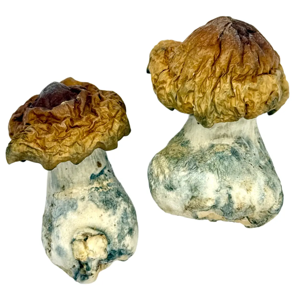 Texas Yellow Cap Mushrooms - Starbuds Halifax - shrooms halifax