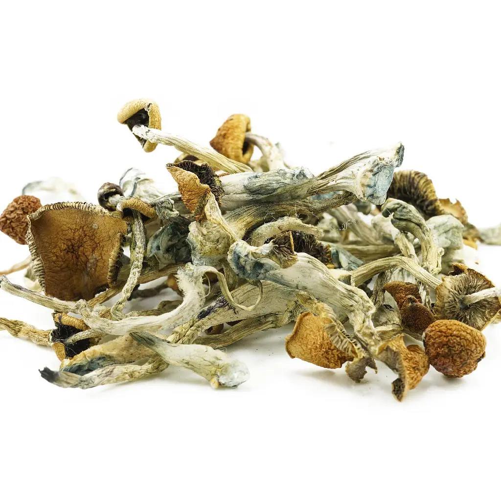 B+ Mushrooms - Starbuds Halifax - shrooms halifax