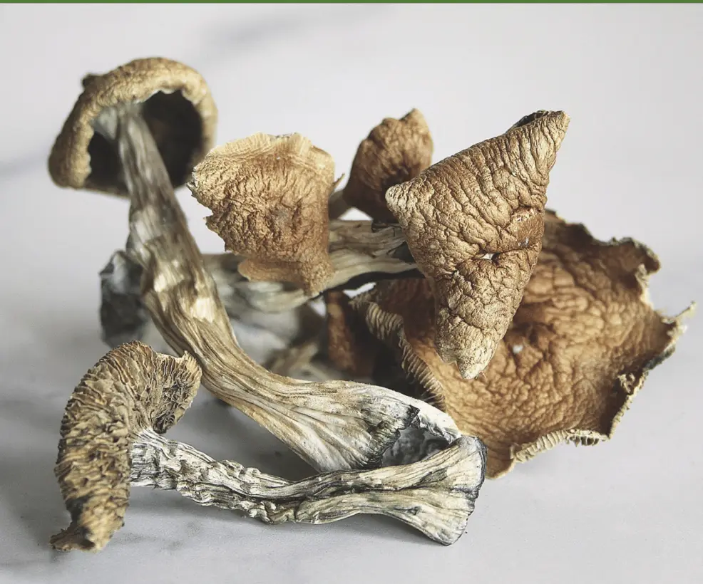 Brazilian Mushrooms - Starbuds Halifax - shrooms halifax