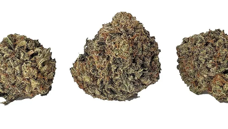 HFX Heavy Gas AAAA+ - Starbuds Halifax - shrooms halifax