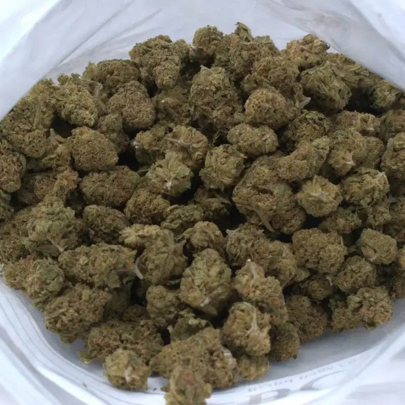 Northern Berry - Starbuds Halifax - shrooms halifax