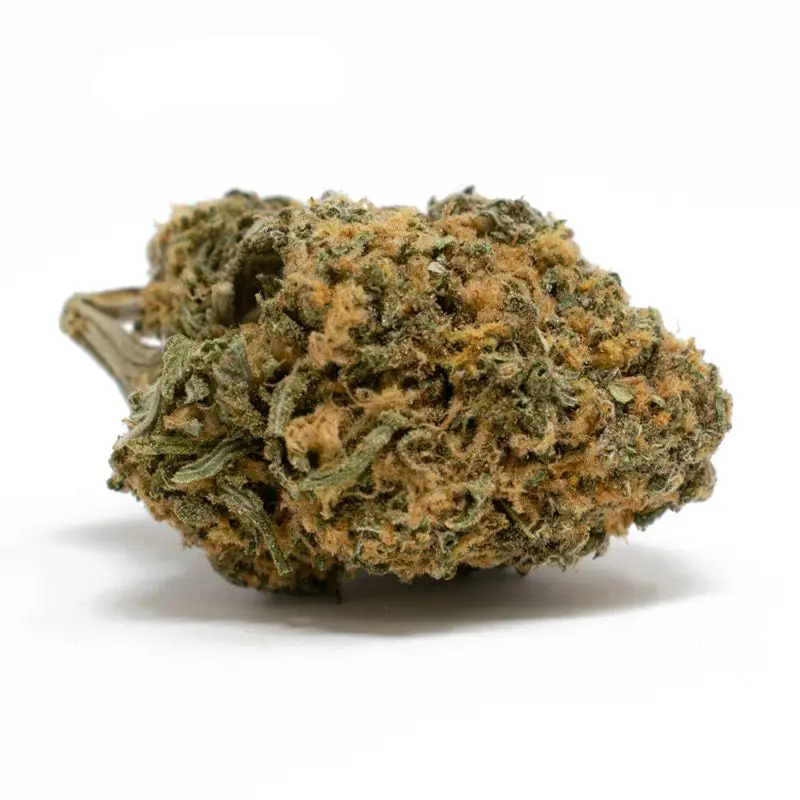 Gods Gift - Starbuds Halifax - shrooms halifax