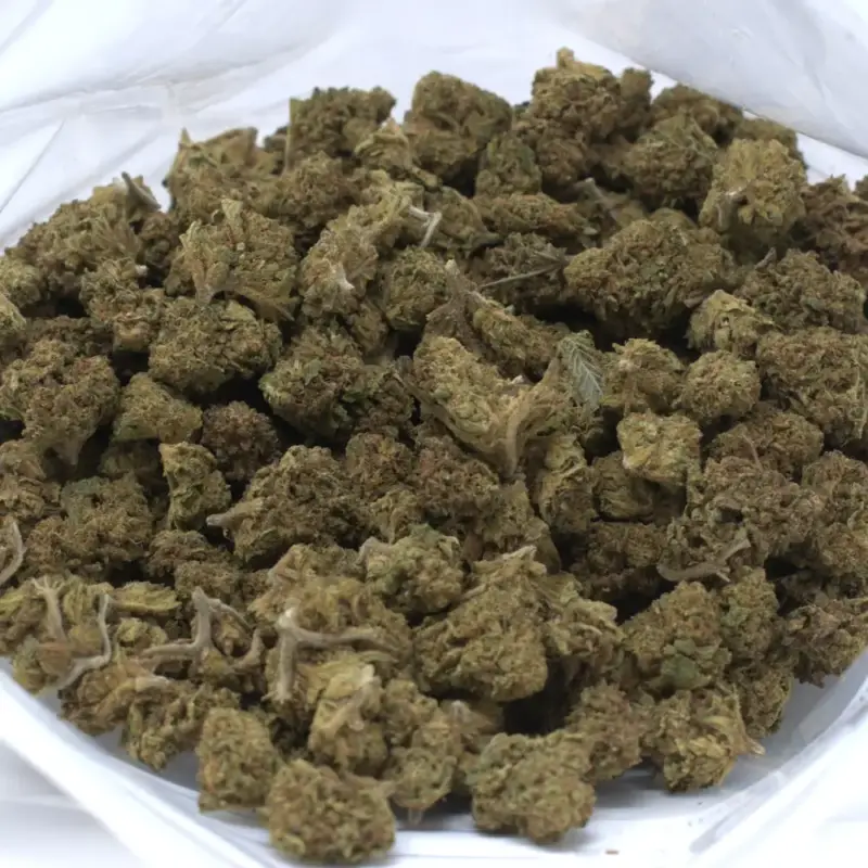 Motor Breath - Starbuds Halifax - shrooms halifax