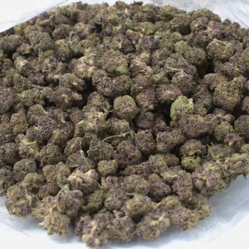 Cereal Milk - Starbuds Halifax - shrooms halifax