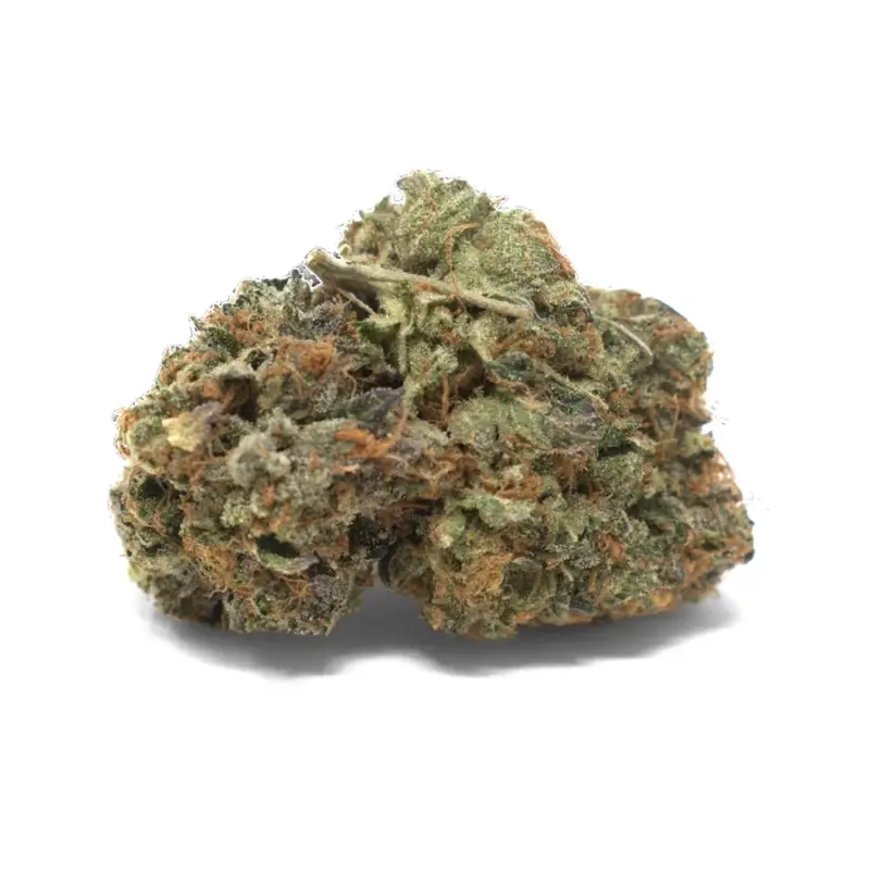 Pink Diablo - Starbuds Halifax - shrooms halifax