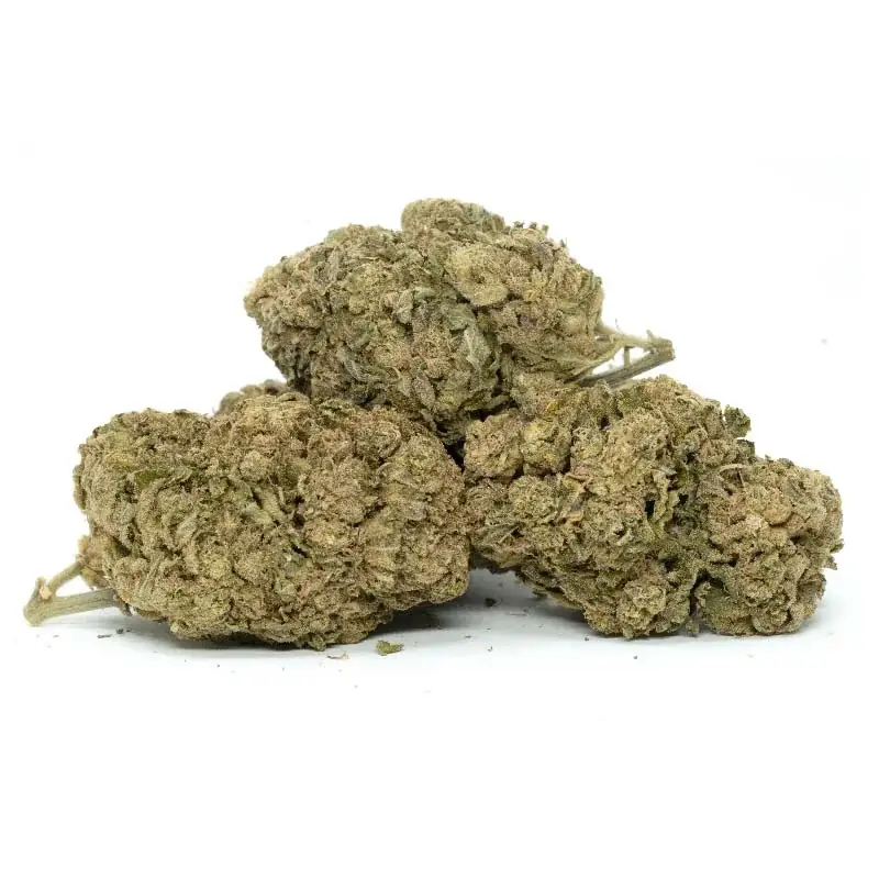 Green Goblin - Starbuds Halifax - shrooms halifax