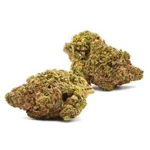 Lemon Haze - Starbuds Halifax - shrooms halifax