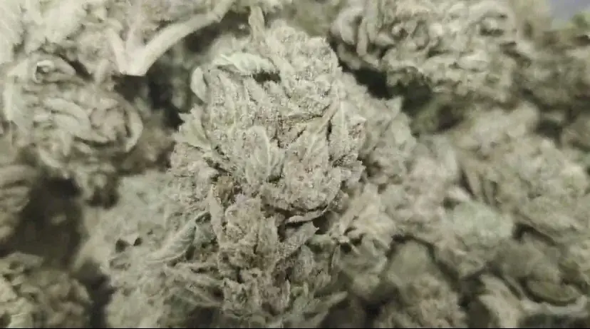 Tangieland - Starbuds Halifax - shrooms halifax