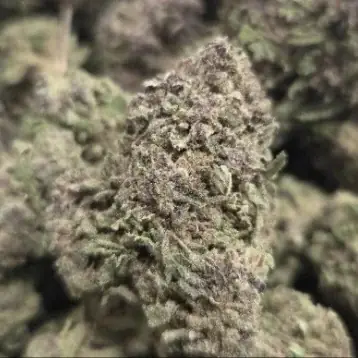 Trophy Wife - Starbuds Halifax - shrooms halifax