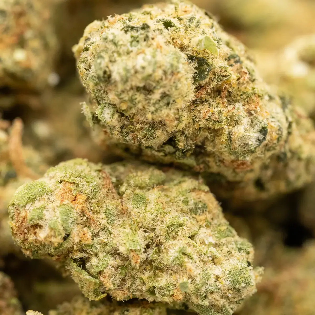 Dripz - Starbuds Halifax - shrooms halifax