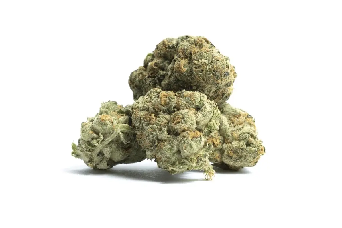 Mike Tyson OG - Starbuds Halifax - shrooms halifax
