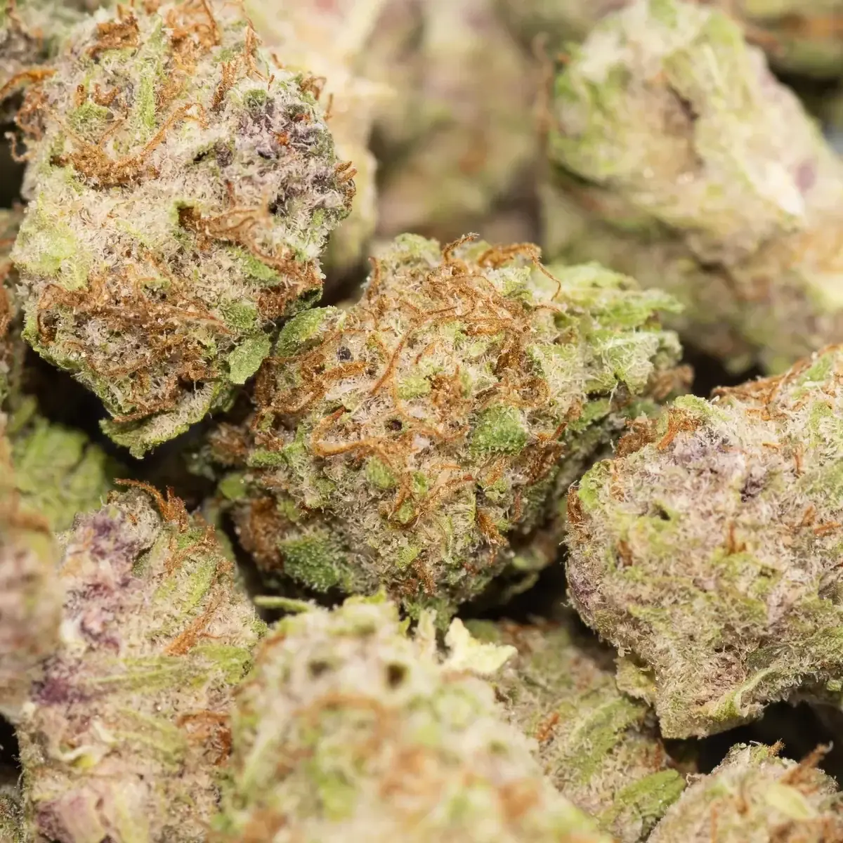 Sub Zero Smalls - Starbuds Halifax - shrooms halifax