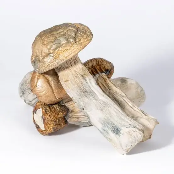 GC Thrasher Mushrooms - Starbuds Halifax - shrooms halifax