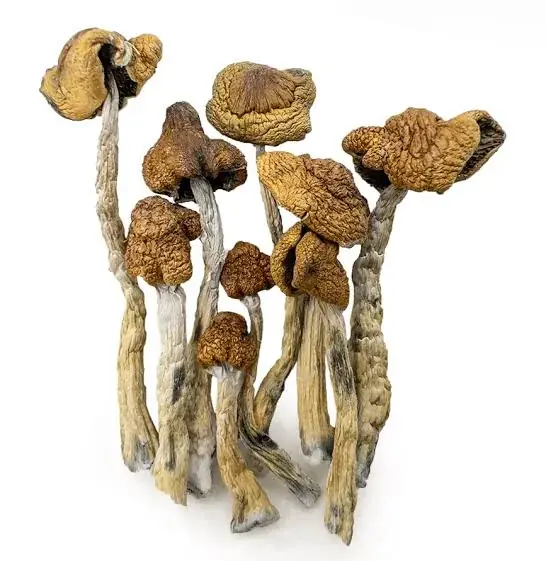 Amazonian Mushrooms - Starbuds Halifax - shrooms halifax
