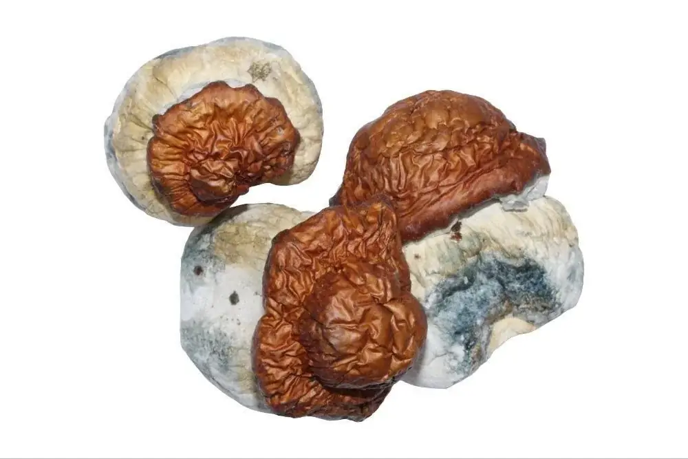King Kong Mushrooms - Starbuds Halifax - shrooms halifax