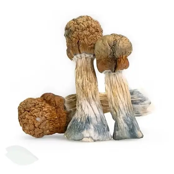Squat Mac Mushrooms - Starbuds Halifax - shrooms halifax