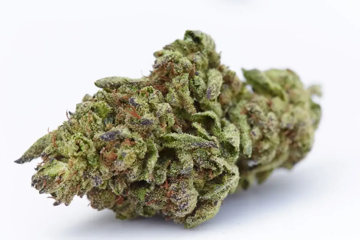 Galactic Runtz - Starbuds Halifax - shrooms halifax