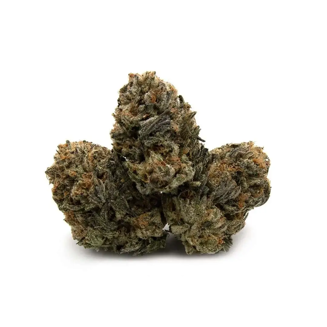 Critical Mass - Starbuds Halifax - shrooms halifax