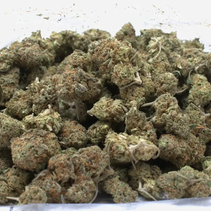 Power Plant - Starbuds Halifax - shrooms halifax