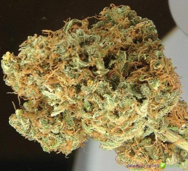 Power Plant - Starbuds Halifax - shrooms halifax