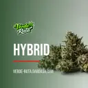 Hybrid
